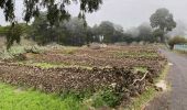 Tocht Stappen Valverde - Camino de Las Playas (El Hierro) - Photo 18