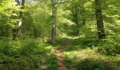 Excursión A pie Immenhausen - Ahlberg-Reinersen-Rundweg - Photo 6