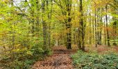 Tour Wandern Chaumont-Gistoux - Chaumont-Gistoux - Photo 1