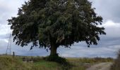 Trail Walking Philippeville - BruBer : Boucle Philippeville-Jamagne - Photo 2
