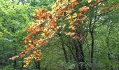 Tocht Stappen Chaudfontaine - bois les dames autour de chaudfontaine - Photo 10