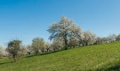 Tocht Te voet Onbekend - WaldWelt - Photo 10