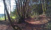 Trail Walking Glux-en-Glenne - mont Beuvray - Photo 1