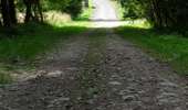 Tour Zu Fuß Tenneville - 3. Promenade du Bronze - Photo 5