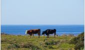 Tocht Stappen Cargèse - retour tour d'omigna. . Cargese  - Photo 4