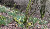 Excursión Senderismo Monschau - Rando Eifel des jonquilles narcisses 18,3 - Photo 7