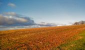 Trail Mountain bike Virton - Champfaye et la Bourguinette  -  Balade_VTT_26kms - Photo 20