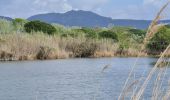 Tour Wandern Fréjus - etangs de villepey et collines - Photo 13