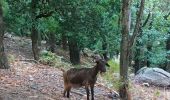 Excursión Senderismo Quenza - rando Corse dans Bavella - Photo 2