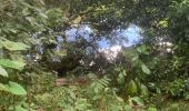Trail Trail Sainte-Anne - Saint Anne  - Photo 4