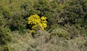 Percorso Marcia Le Pradet - SityTrail - le Pradet les trois forts - Photo 14