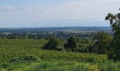 Trail Walking Molsheim - Molsheim - Fort de Mutzig - Balade dans les vignes - Photo 2