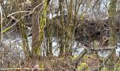 Trail Walking Monschau - Rando Eifel des jonquilles narcisses 18,3 - Photo 16
