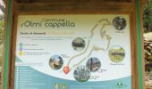 Trail Walking Olmi-Cappella - Randonnée dans la forêt de Tartagine - Photo 1