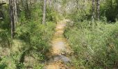Trail Walking Ampus - ampus - Photo 1