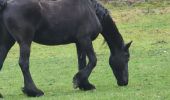 Tour Wandern Sapois - balade Vosges  - Photo 4