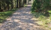 Trail Walking Orbey - lac blanc, gazon du faing, lac noir, rocher Hans, lac blanc  - Photo 12
