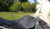 Trail Horseback riding Buriville - randonnée Marion 2 buriville étang de mondon  - Photo 8