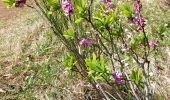 Tour Wandern Aydat - Puy de Vichatel - Photo 14