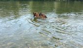 Trail Walking Millau - Millau Tarn - Photo 3