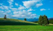 Trail On foot Alpago - Sentiero naturalistico A - Photo 1