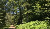 Trail Walking Courniou - Prouilhe et la Route forestière de la corniche - Photo 5