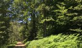 Randonnée Marche Courniou - Prouilhe et la Route forestière de la corniche - Photo 5