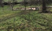 Excursión Senderismo Borgloon - Église, vaches et moutons flamands - Photo 4