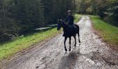 Tocht Paardrijden Raon-l'Étape - Yoigo kalio la chipotte étang de saint-rémy - Photo 4