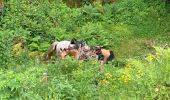 Tour Reiten Urbach - Fouday auberge du promont Tivio joyeux  - Photo 17