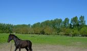 Tocht Te voet Hasselt - Herkenrodebossen Rode pijl - Photo 2