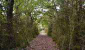 Randonnée A pied Condat-sur-Vézère - Boucle de la Commanderie - Photo 2