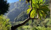 Tocht Stappen São Roque do Faial - Le chaudron vert  - Photo 16