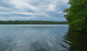 Tour Zu Fuß Schwielochsee - Rundwanderweg Großer Mochowsee - Photo 7