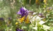 Tour Wandern Ancelle - toufde la Pinouse : pré bouria . Le rouanne . la pinouse . moissiere . pré bouria - Photo 14