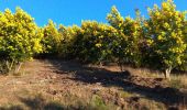 Excursión Senderismo Tanneron - Tanneron et ses mimosas - Photo 2