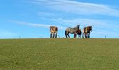 Tour Wandern Brugelette - Brugelette-chemin vers Lens - Cambron casteau - Photo 6