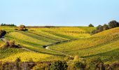 Excursión A pie Volkach - Panoramaweg Mainschleife - Photo 6