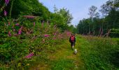 Randonnée Marche Viroinval - Balade à Le Mesnil - Viroinval - Photo 10