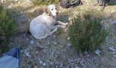 Tour Wandern Aureille - les Alpilles d aureille - Photo 2