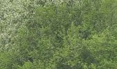 Trail Walking Sprimont - Blindef - Photo 2