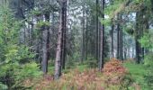 Trail Walking Waimes - CANI-RANDO TOUR ( boucle les caillebotis de la fagne wallonne) - Photo 7