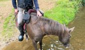 Trail Horseback riding Habay - Habay forêt d’Anlier - Photo 5