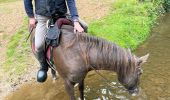 Trail Horseback riding Habay - Habay forêt d’Anlier - Photo 5