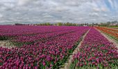 Excursión A pie Schagen - Klein rondje Waarland - Photo 2