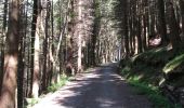 Percorso A piedi Sconosciuto - Rostrevor Forest - Slievebane Trail - Photo 6