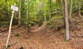 Trail Walking Eckartswiller - Saint-Michel & Daubenschlag - Photo 12
