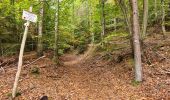 Trail Walking Eckartswiller - Saint-Michel & Daubenschlag - Photo 12