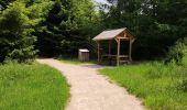 Randonnée Marche Vielsalm - Forêt domaniale du Grand-Bois - Photo 6