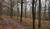 Trail Horseback riding Viroinval - Olloy Oignies Regniessart - Photo 2